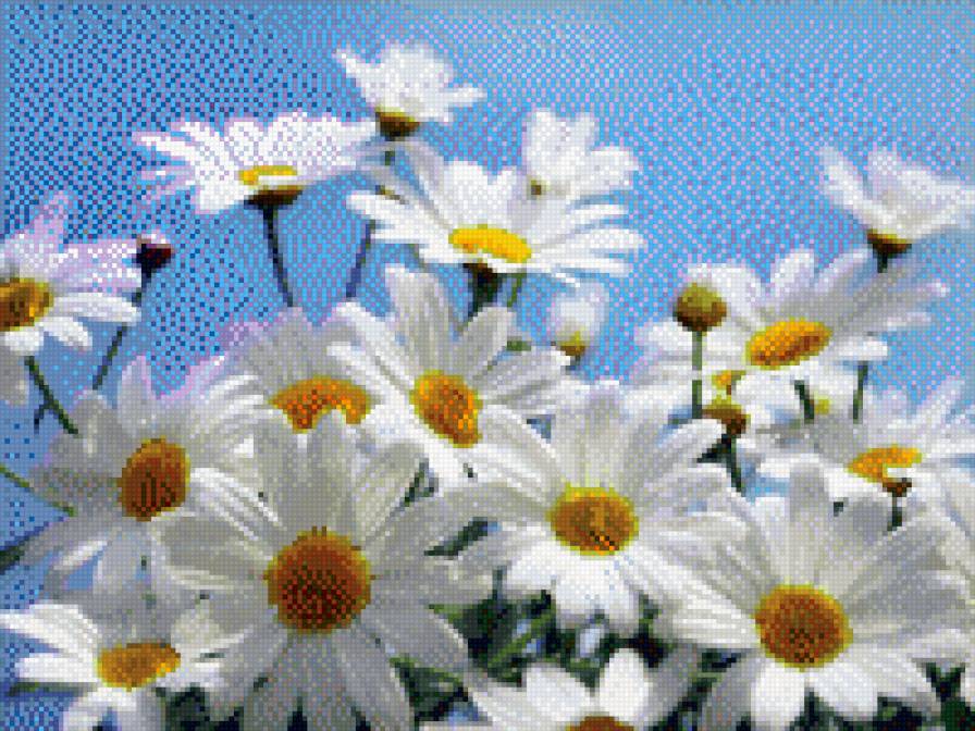 Ромашки - цветы - предпросмотр