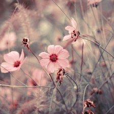 Схема вышивки «цветы»