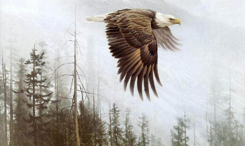 полет - орел, пейзаж, природа, туман - оригинал