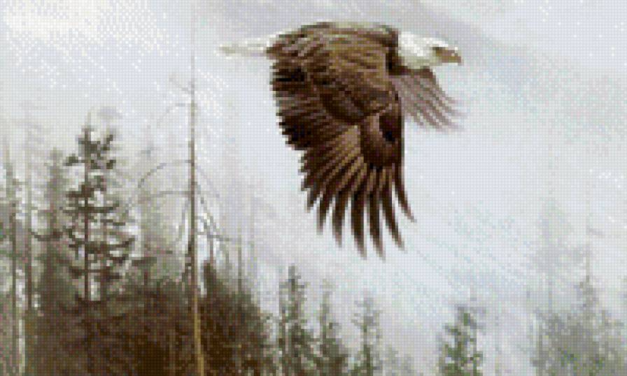 полет - орел, туман, природа, пейзаж - предпросмотр