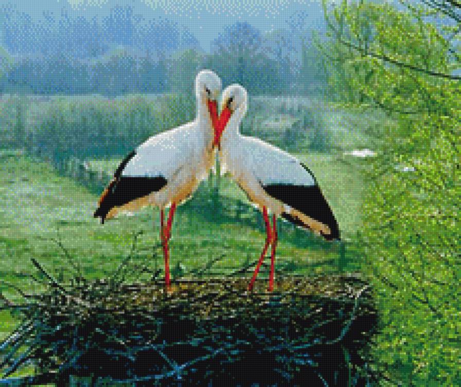 Аисты в гнезде - предпросмотр