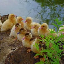 Схема вышивки «серия "птицы"»