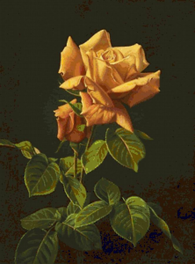 Оранжевая роза - розы, цветы - предпросмотр