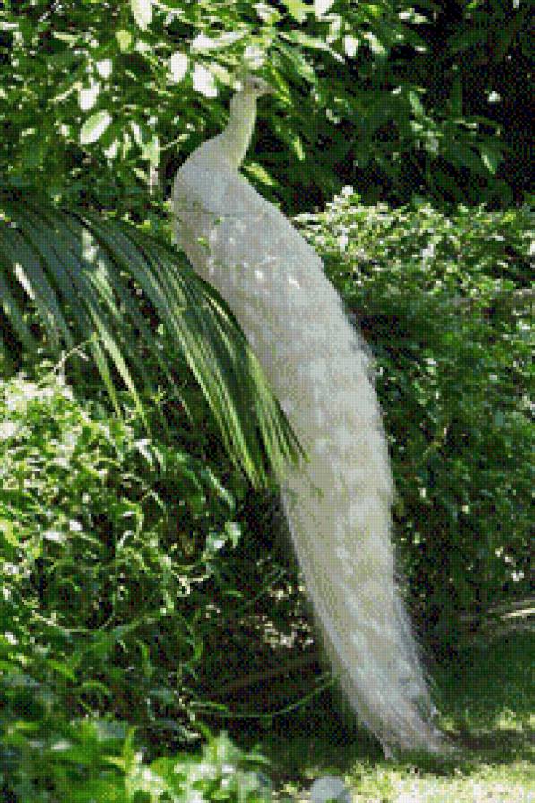 серия "птицы" - птица.павлин - предпросмотр