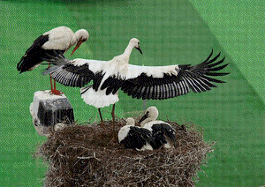 серия "птицы" - птицы.аисты - предпросмотр