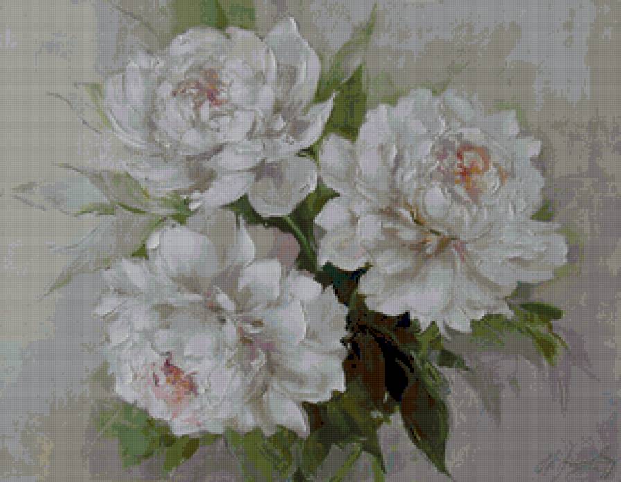 Белые пионы - цветы, пионы - предпросмотр