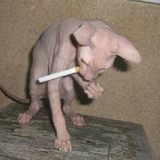 Схема вышивки «Касюсь»