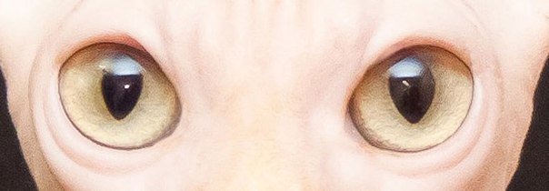 Эти глаза напротив... - кошка, глаза, сфинкс - оригинал
