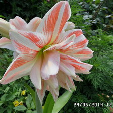 Схема вышивки «амарилис»