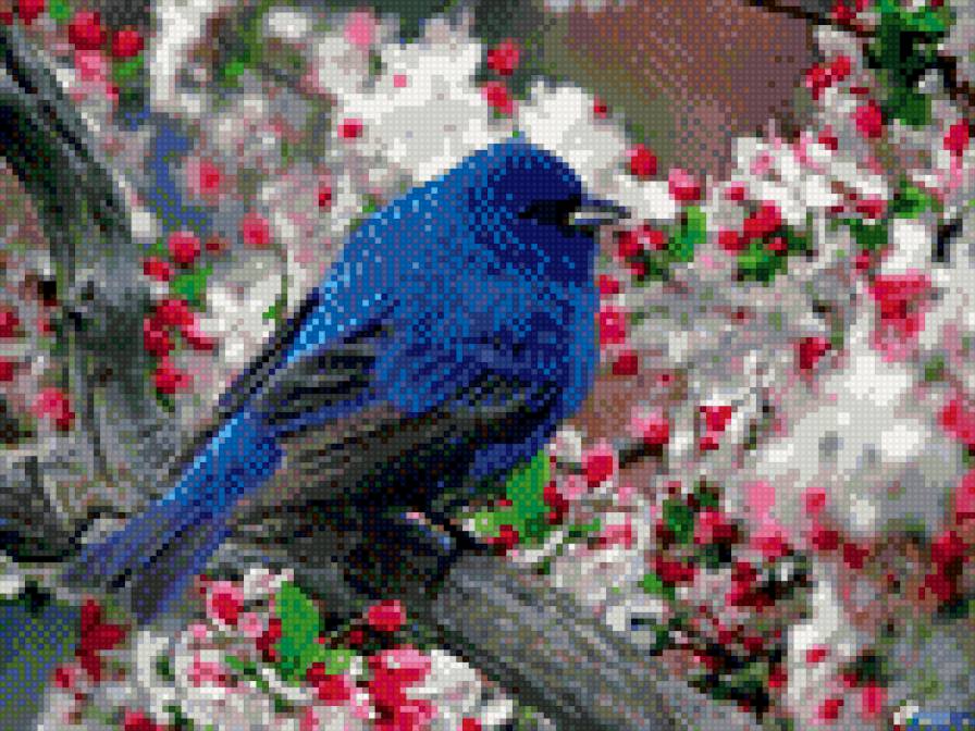синяя птица - птицы - предпросмотр