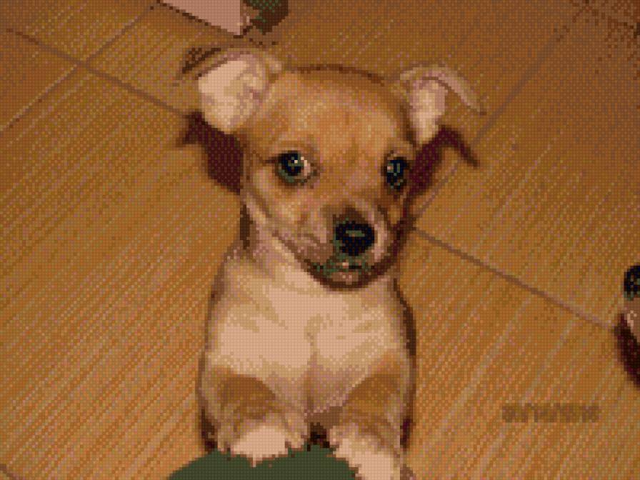 баксик - чихуа, собачка, щенок - предпросмотр