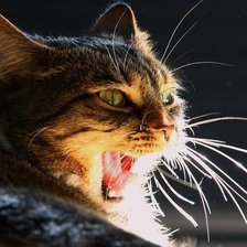 Схема вышивки «Усатый кот»