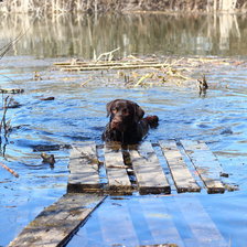 Схема вышивки «лабрадор»