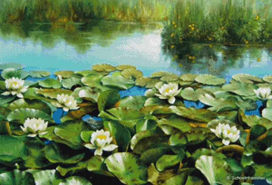 Цветы на воде - цветы, пруд - предпросмотр