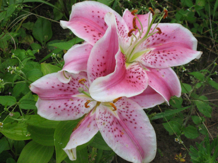 Лилии в моем саду - цветы, лилиии - оригинал