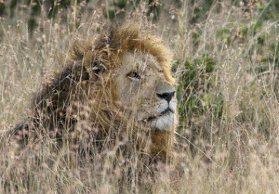 перед охотой - предпросмотр