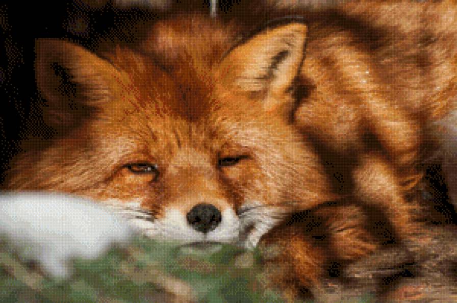 хитрый лис - предпросмотр