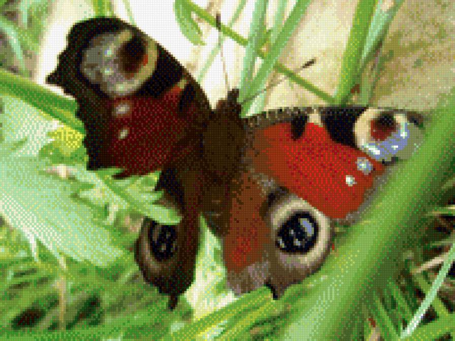 Бабочка - природа, бабочка - предпросмотр