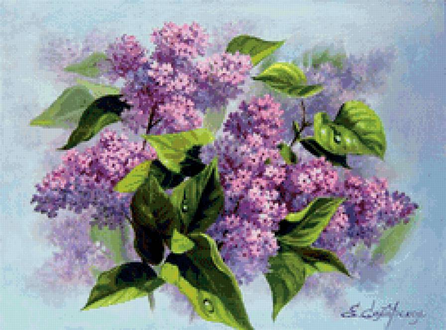 сирень - сирень - предпросмотр