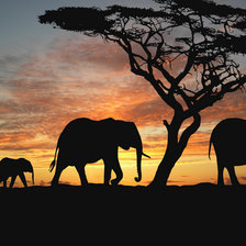 Схема вышивки «Вечерняя Африка. Слоны»