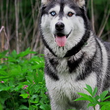 Схема вышивки «№884780»