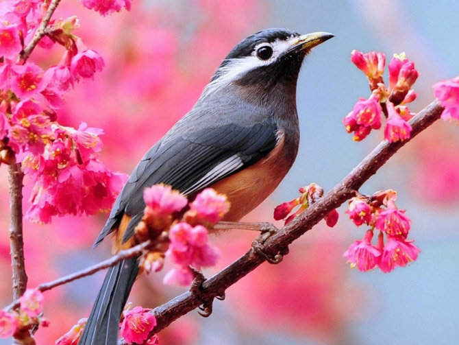 Птица  в ветвях сакуры - птица, цветы, ветка - оригинал