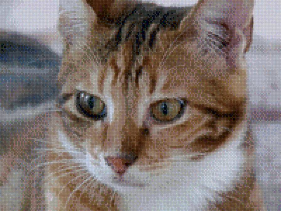 Кот с тигровым окрасом - котенок, кошка, кот, животные - предпросмотр