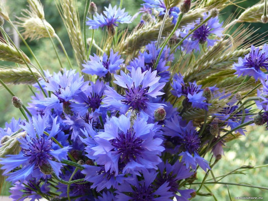 васильки - васильки, цветы - оригинал