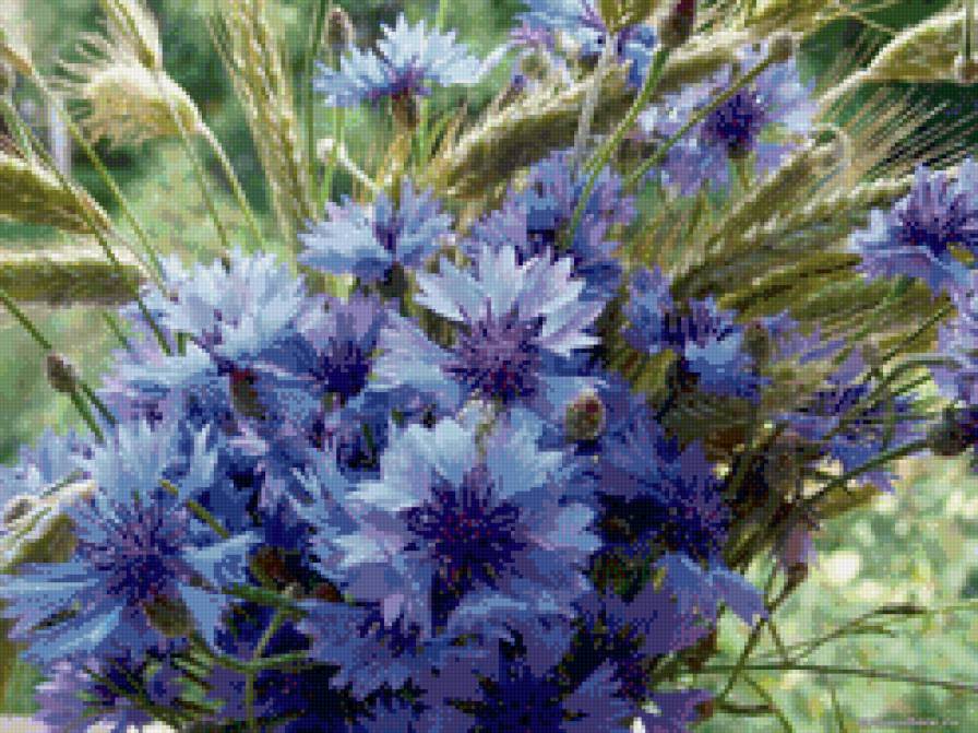 васильки - васильки, цветы - предпросмотр