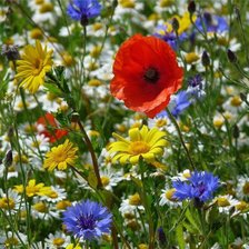 Схема вышивки «цветы»