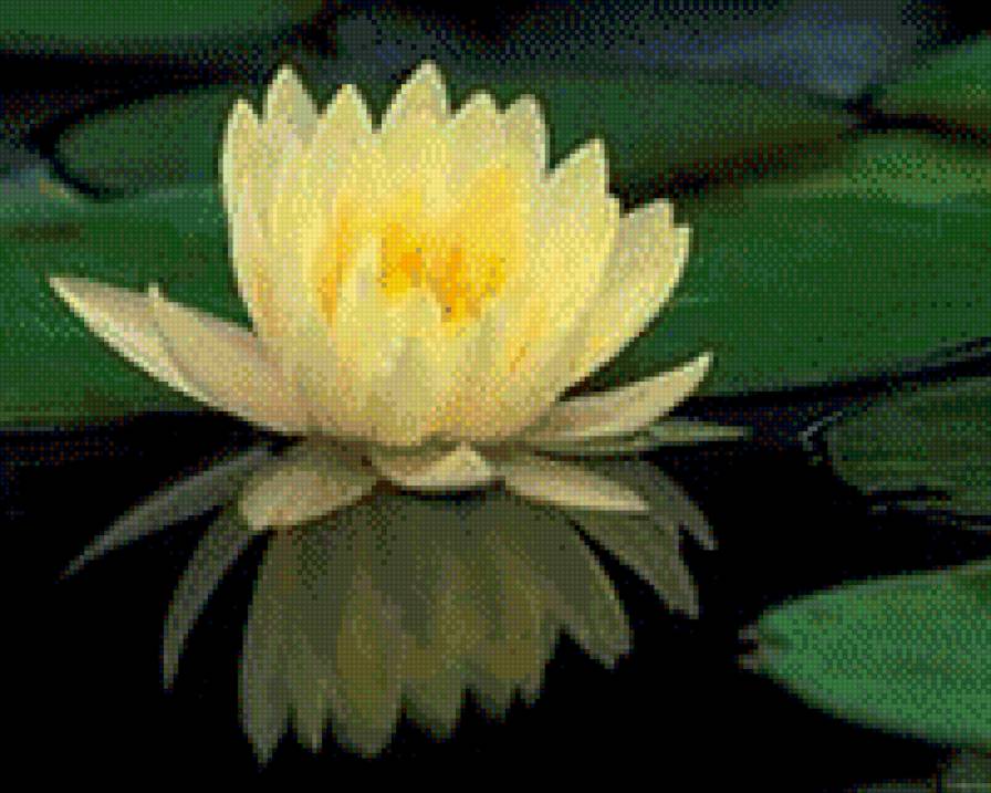 Кувшинка - цветок, кувшинка, вода, цветы - предпросмотр