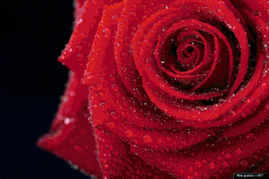 розы - розы, цветы - предпросмотр