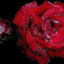 Схема вышивки «роза на черном»