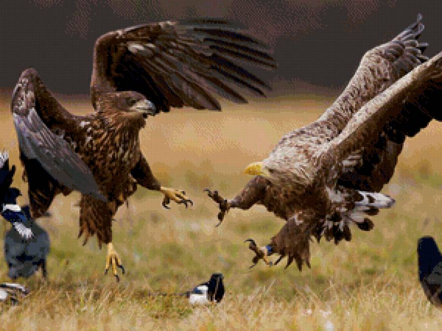 орлы - орлы, птицы - предпросмотр