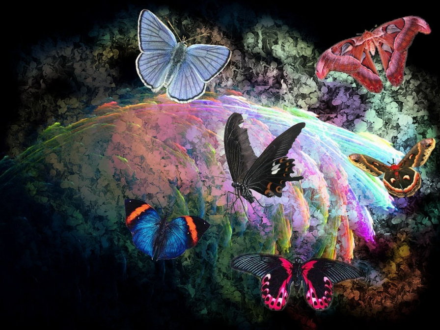 бабочки - бабочки - оригинал