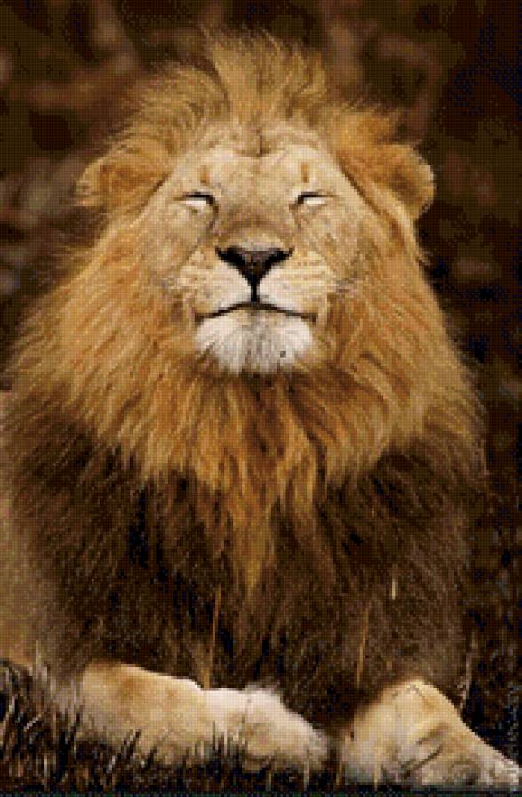 лев - лев, животные - предпросмотр