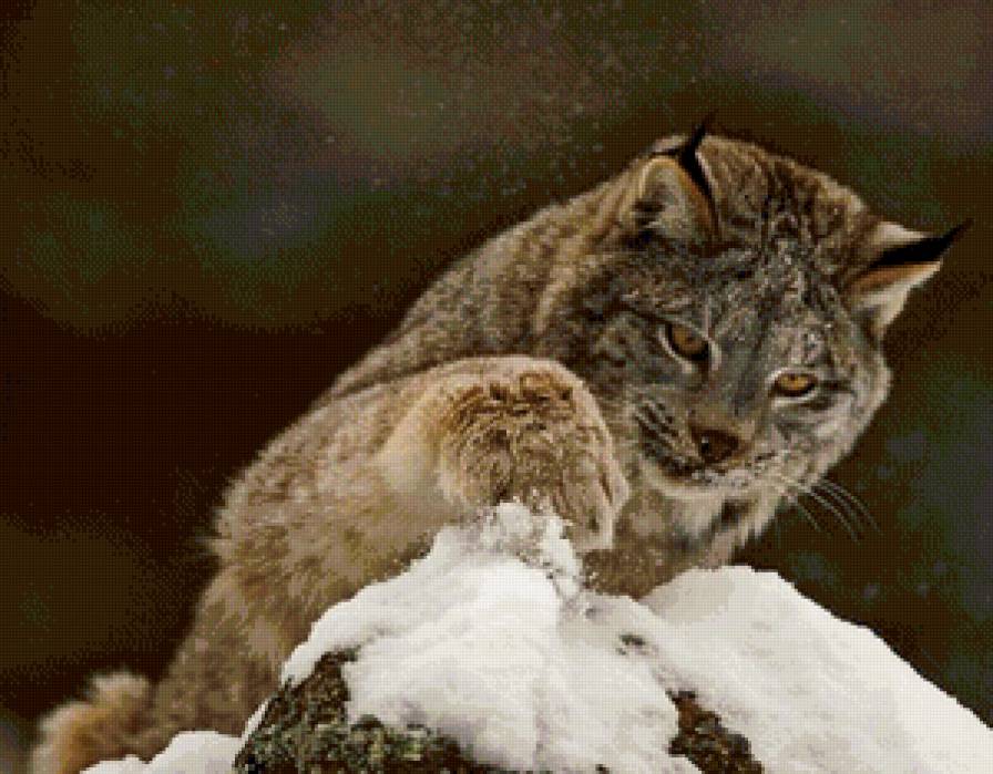 рысь - животные, снег, рысь - предпросмотр