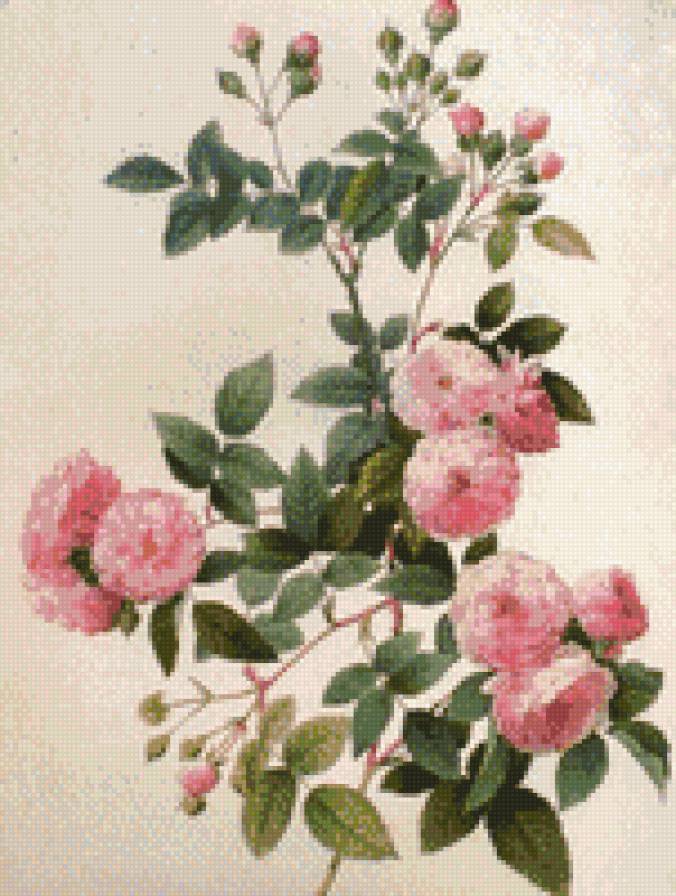 розы - розы - предпросмотр