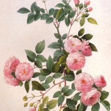 Оригинал схемы вышивки «розы» (№885542)