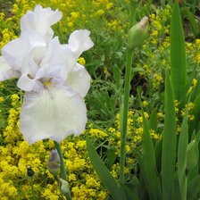 Белый ирис в моем саду