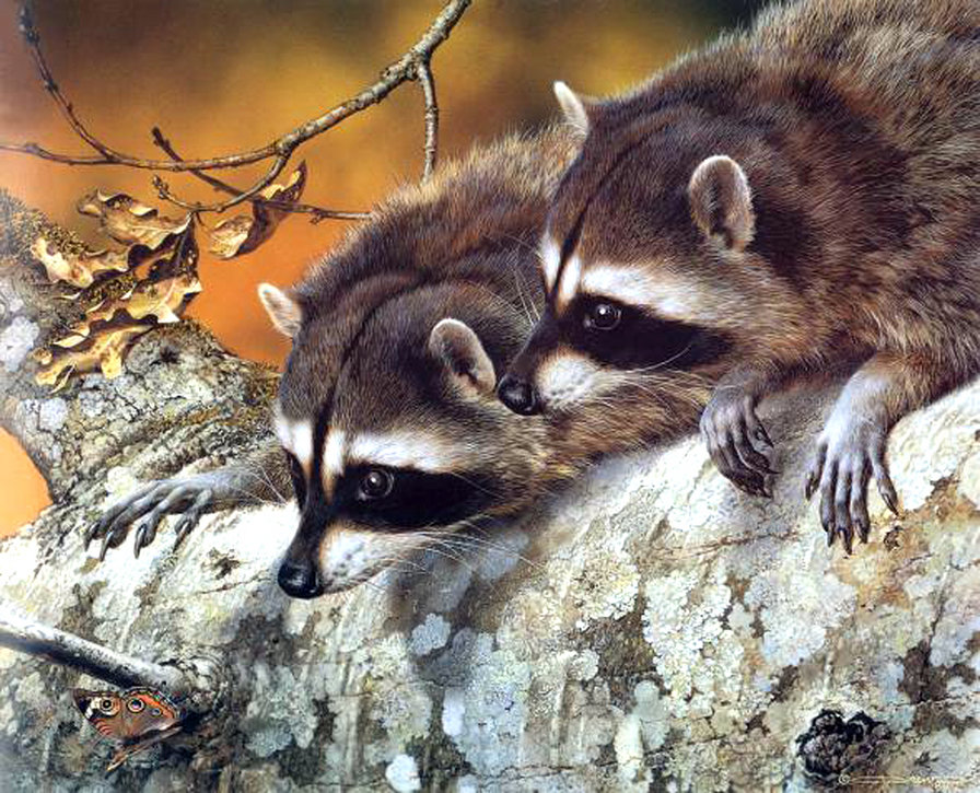 Carl Brenders - Racoons - оригинал