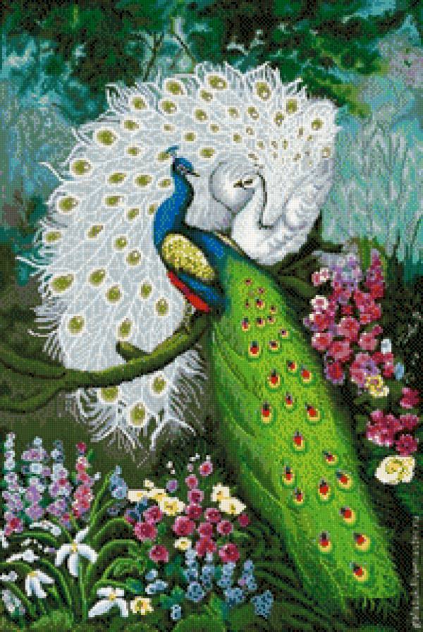 парочка павлинов - птицы, пара, павлины - предпросмотр