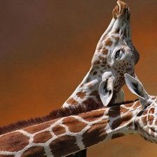 пара жирафов