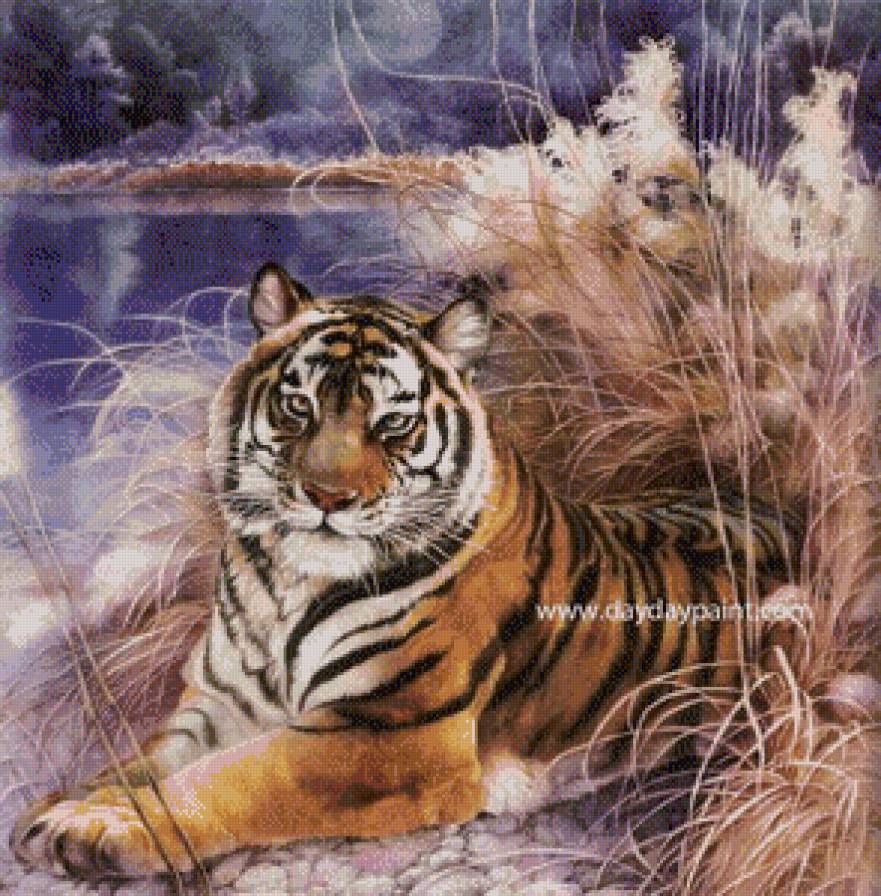 №886381 - дикие животные, тигр - предпросмотр