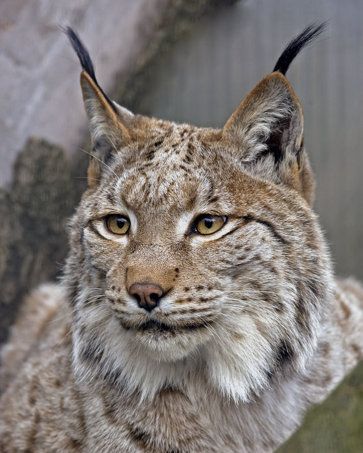 Рис - оригинал