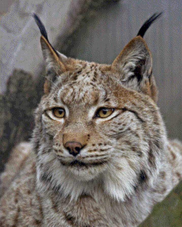 Рис - предпросмотр