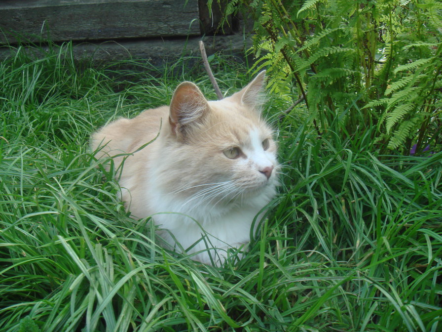 Маркизон - оригинал