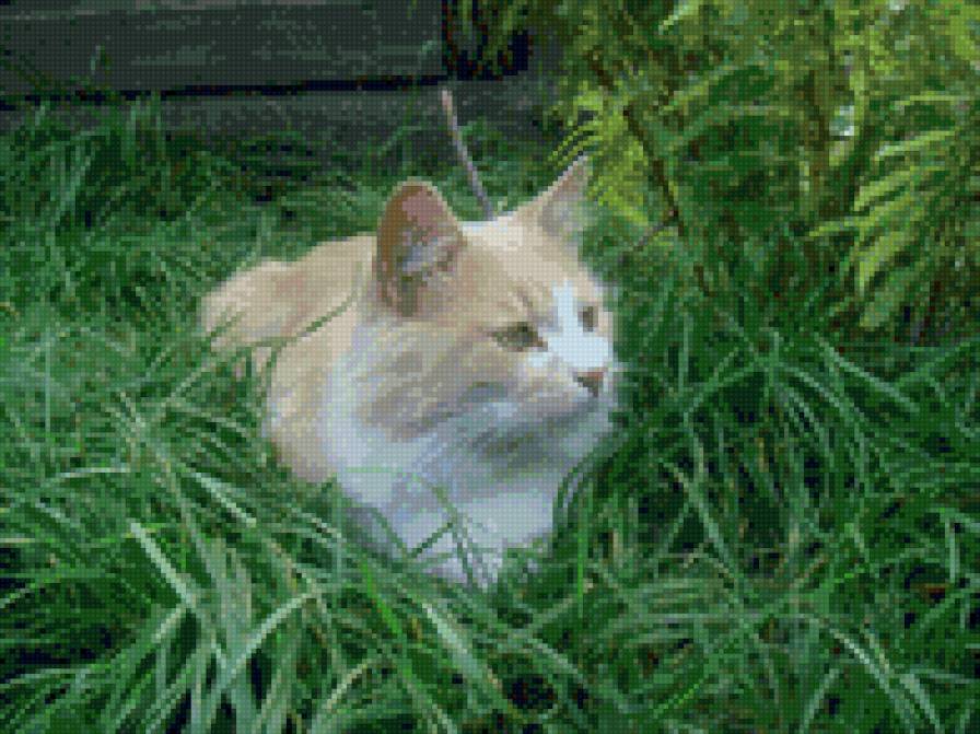 Маркизон - предпросмотр