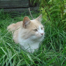 Схема вышивки «Маркизон»