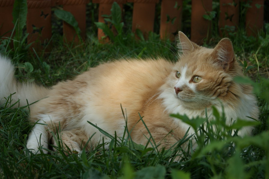 Маркизон - животные - оригинал